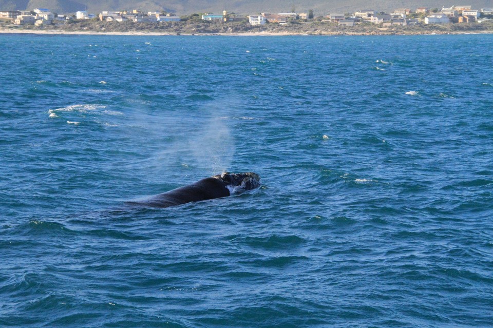 Südafrika - Gansbaai - 