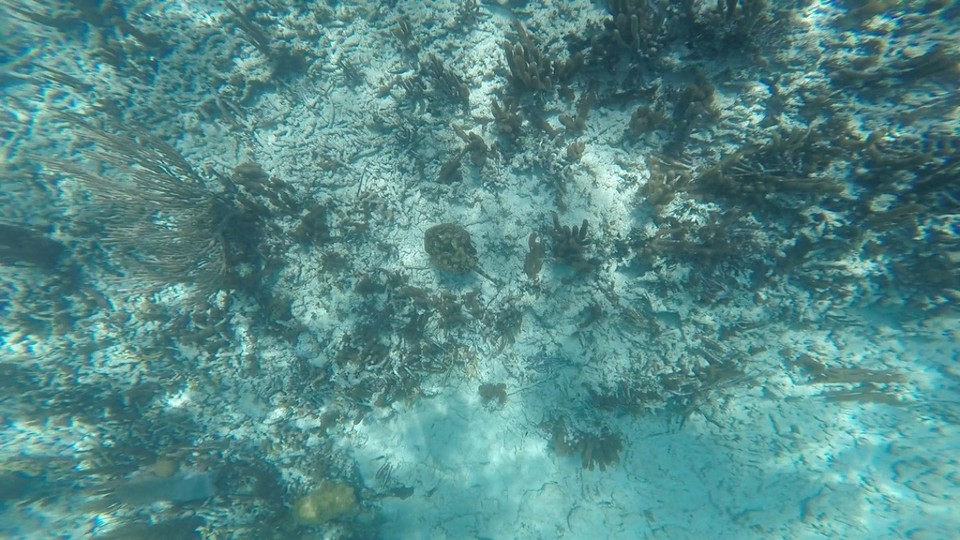 Belize - Rendezvous Island - Seht ihr den Stachelrochen? 