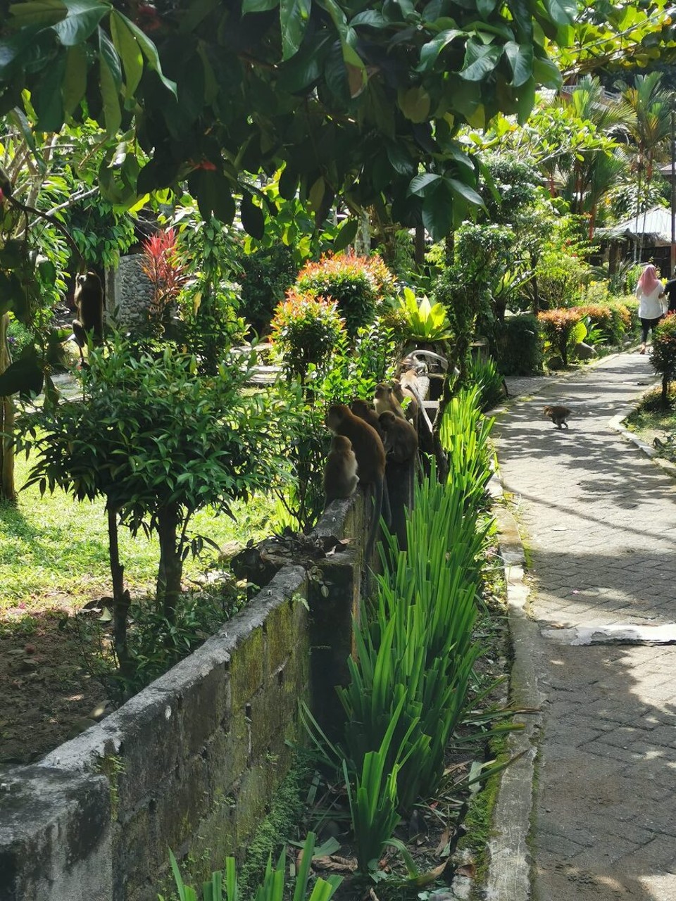 Indonesien - Kabupaten Langkat - Soo vieli Langschwanzmakaken überall😍