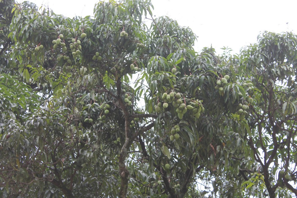 Kolumbien - Medellín - Mangobaum - hier hingen viele kleine Mangos - unser Traum :)