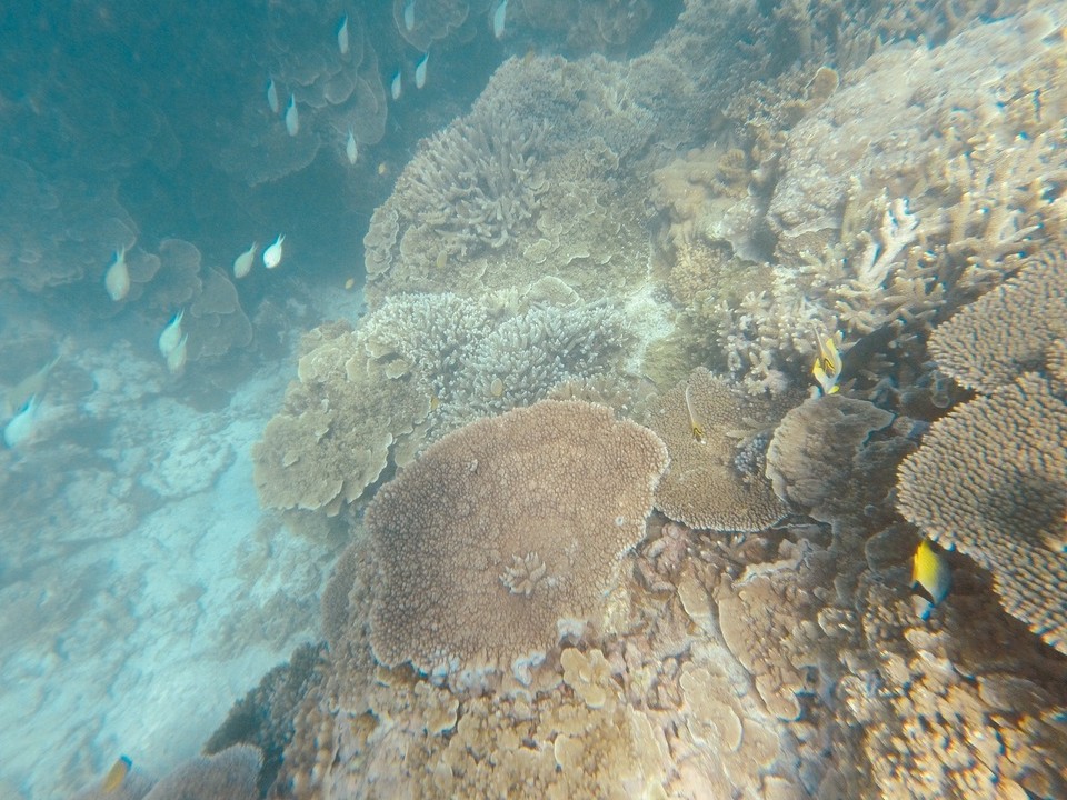  - Australia, Great Barrier Reef Conservation Reserve, Lady Elliot Island - 