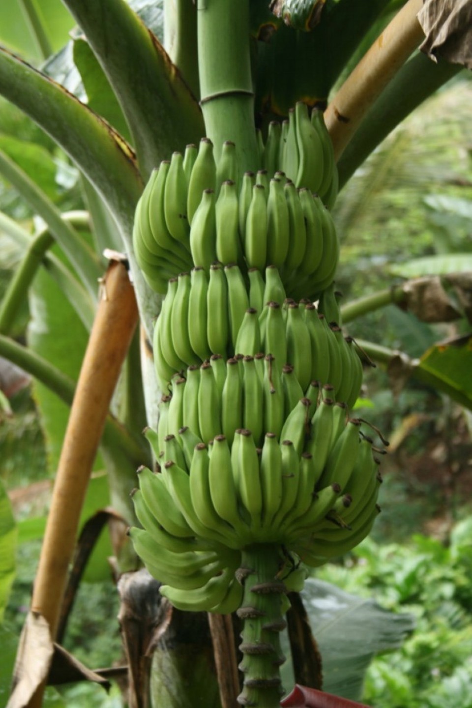 Sri Lanka - Yattapatha - Pelawatta - 
