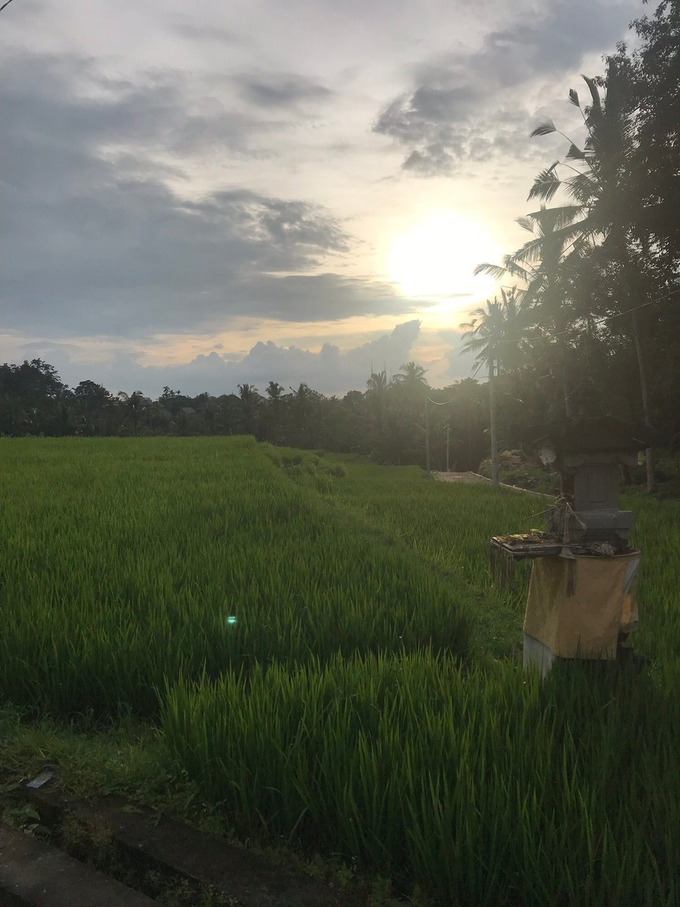 Indonesia - Denpasar - Ricefields