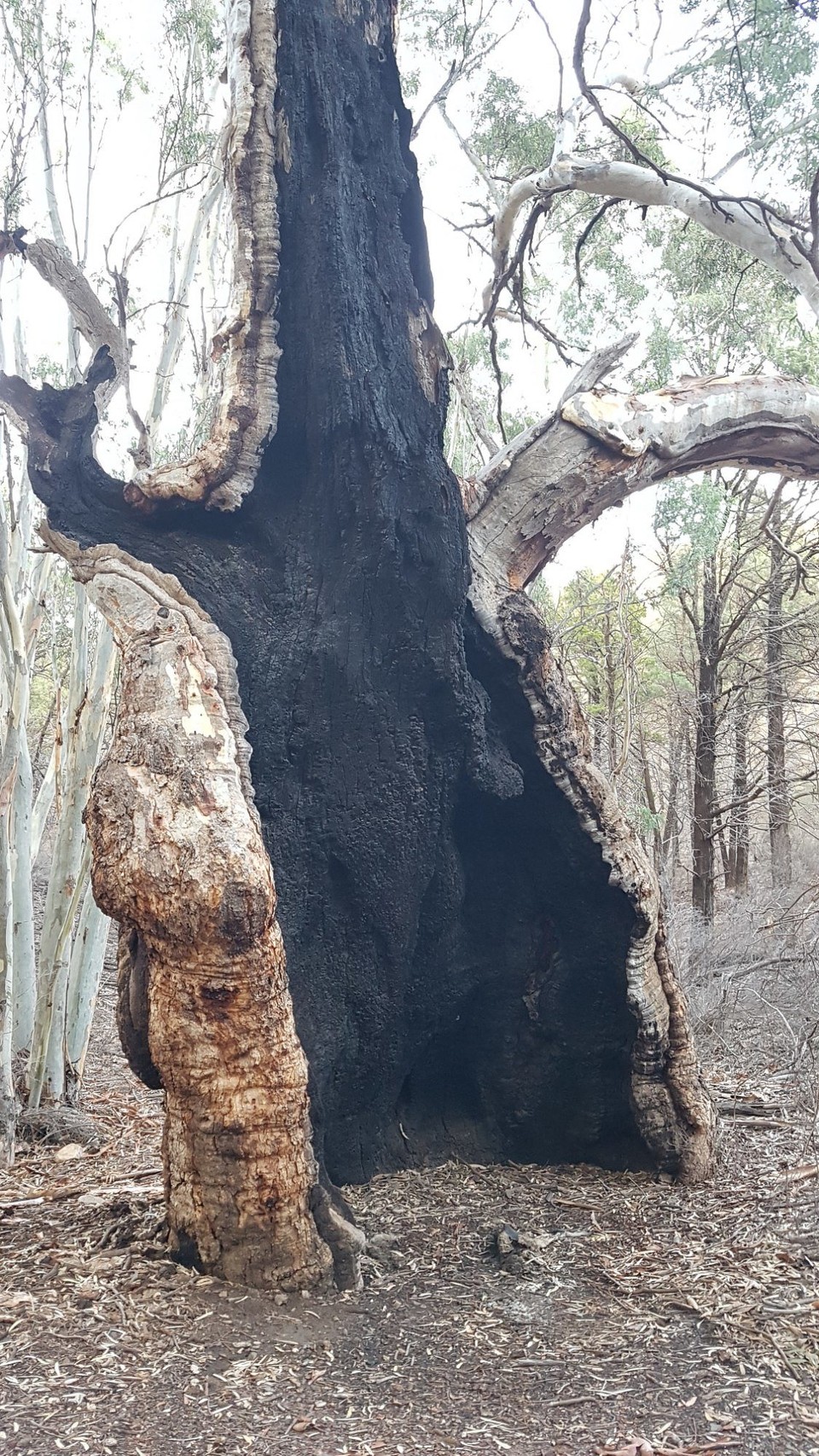 Australien - Via Hawker - Bäume, die von vergangenen Bränden gezeichnet sind.