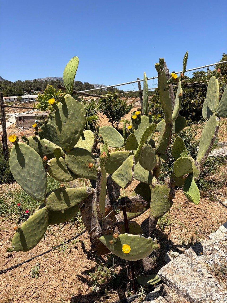 Griechenland - Ano Asites - 