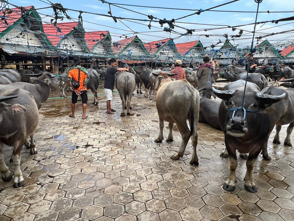 Indonesien - North Toraja Regency - Der Büffelmarkt der Toraja 