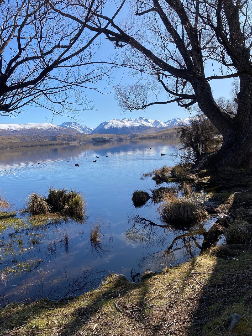 Neuseeland - Lake Tekapo - Und zum Lake Alexandrina