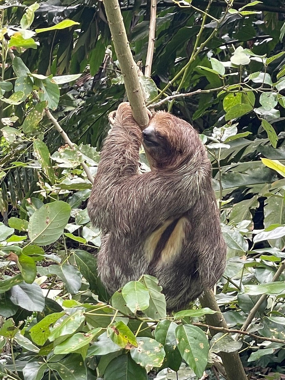 Costa Rica - San Carlos - Auf dem Weg haben wir noch für diese Grinsebacke angehalten 🦥 