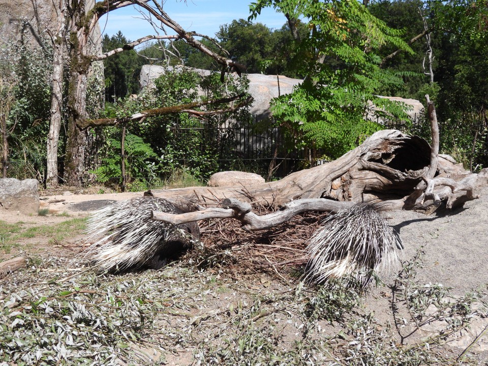 Schweiz - Zürich - Da sie als Vegetarier auch vor Gemüsegärten keinen Halt machen, sind sie bei der Bevölkerung nicht beliebt