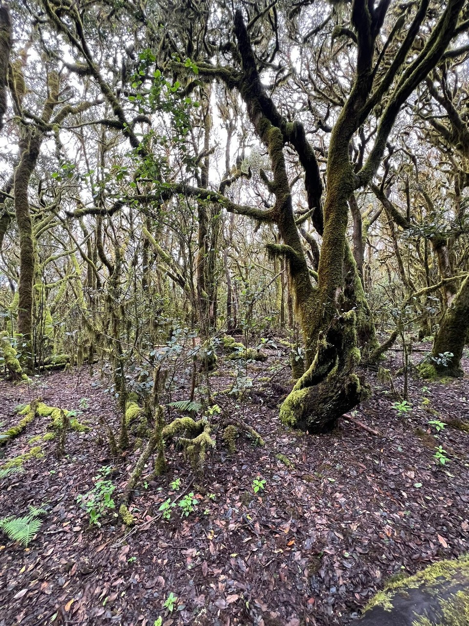Spanien - San Sebastián de La Gomera - 