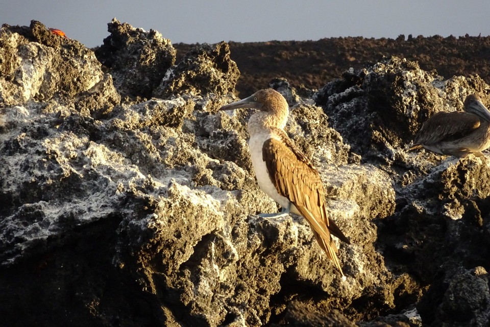 Ecuador - Fernandina Island - Blue footed booby