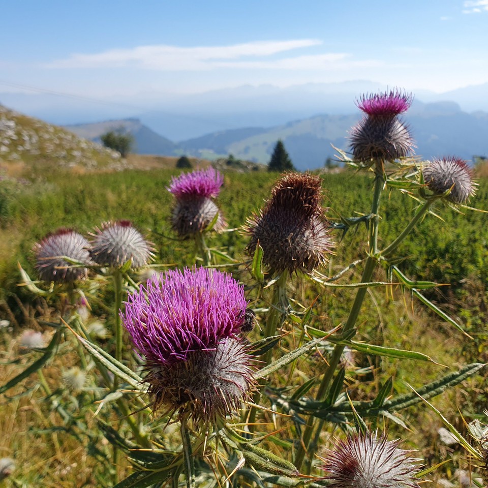 Italien - Monte Baldo - 