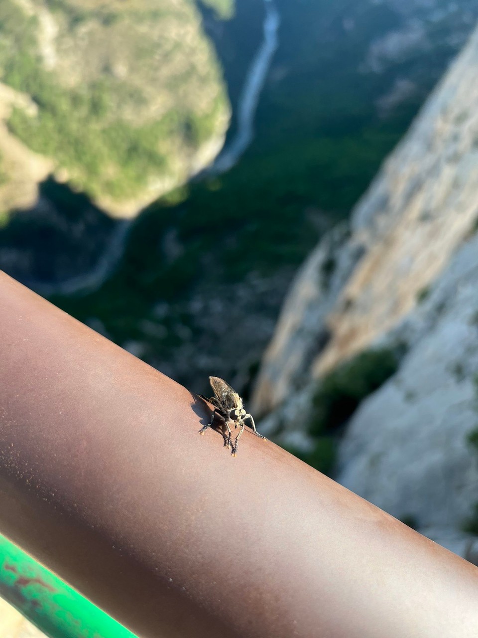 Frankreich - La Palud-sur-Verdon - Und es gibt doch Tiere hier oben! 