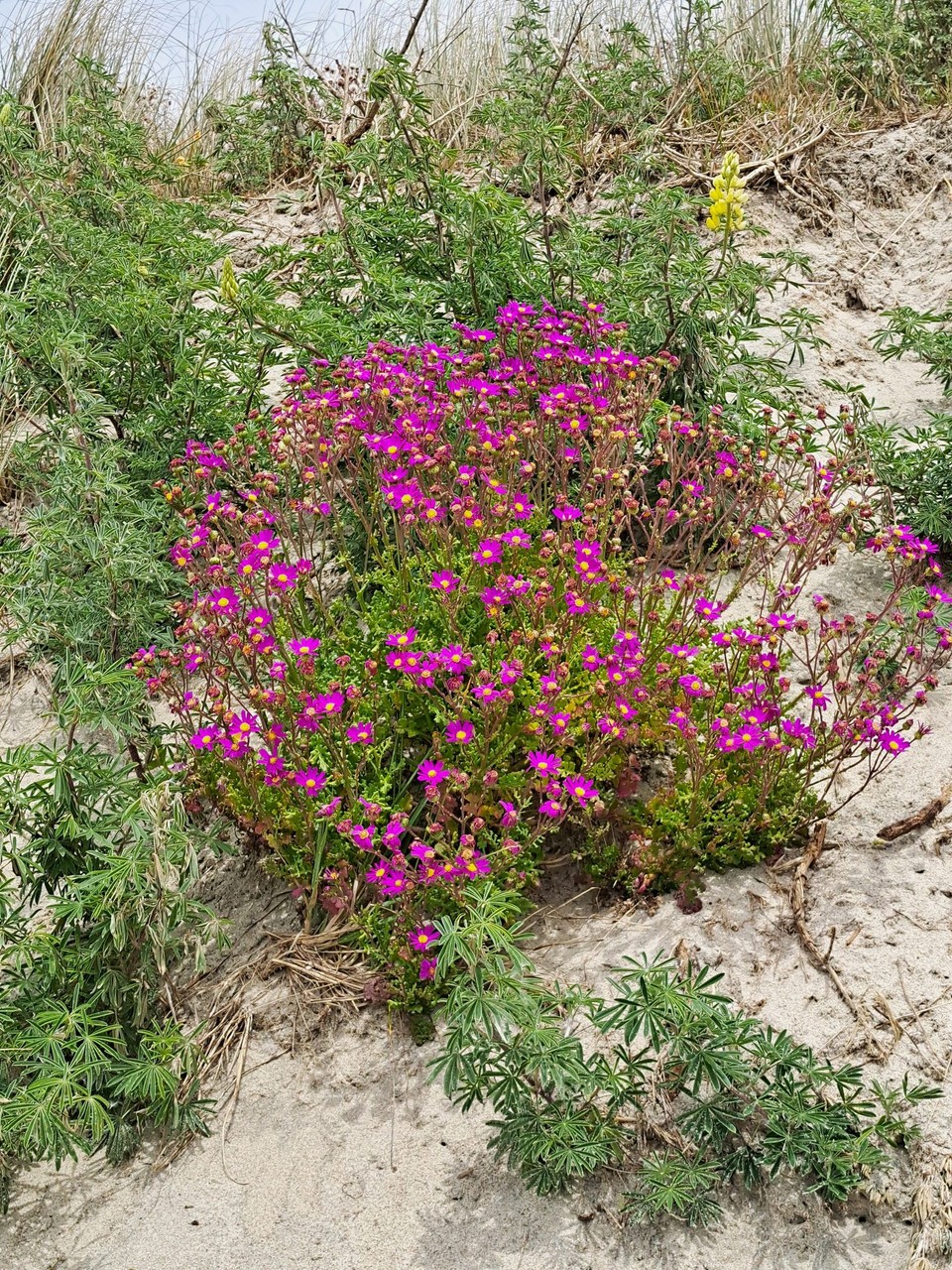 Neuseeland - Pakiri - Blumen in den Dünnen 