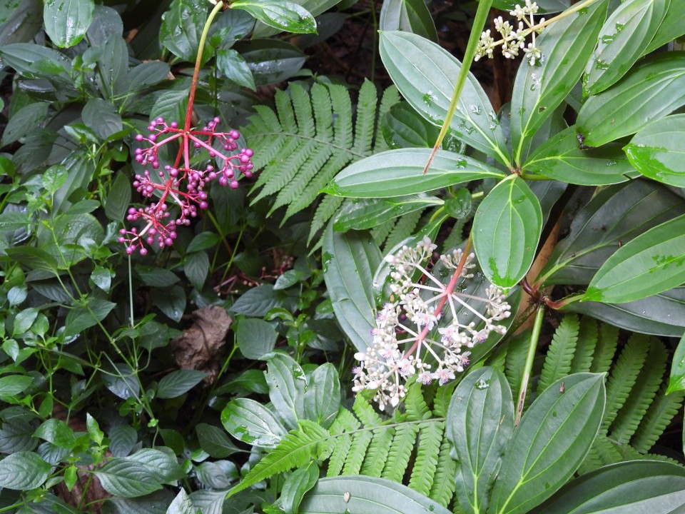 Madagaskar - unbekannt - 