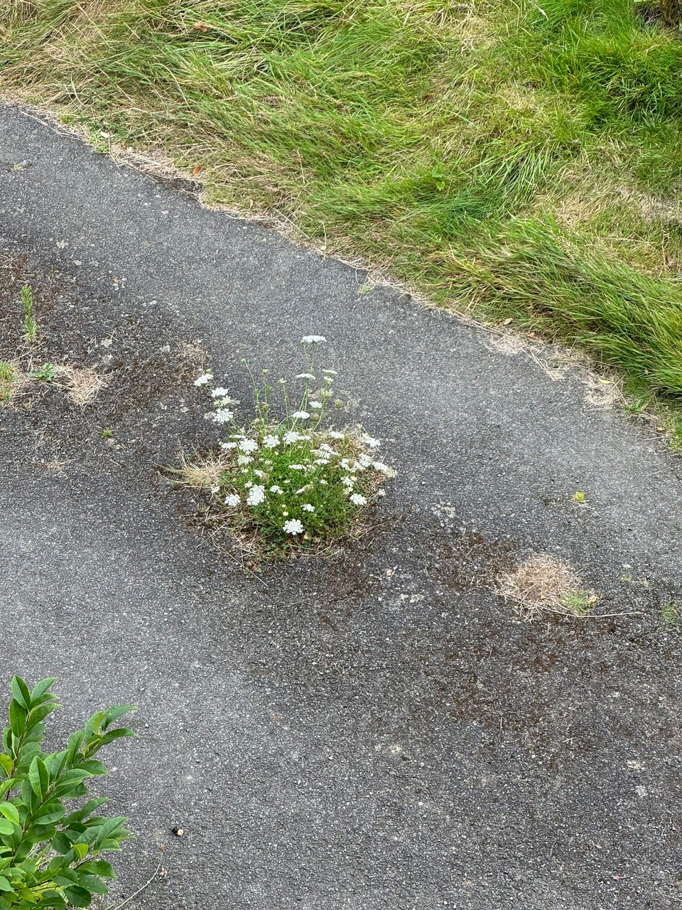 Frankreich - Combourg - 