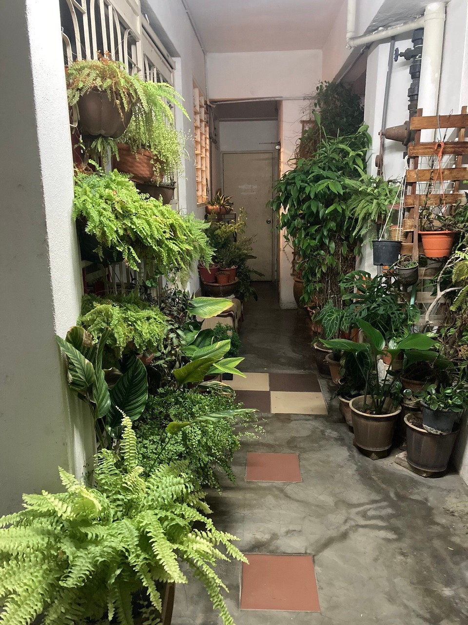 Malaysia - Jelutong - Yasmins Dschungel vor der Haustür 🤩