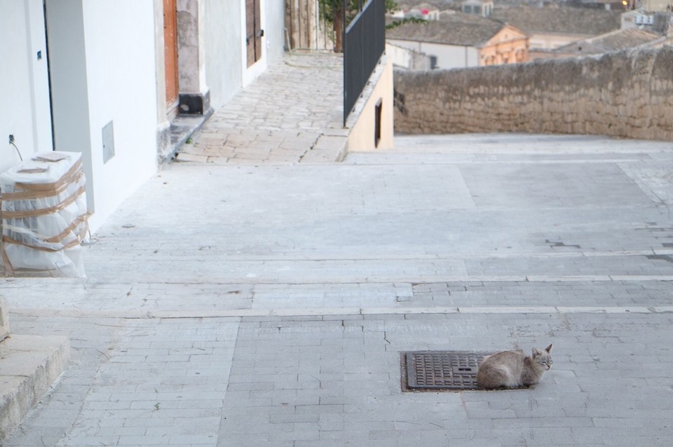 Italien - Modica - Überall in den Gassen gibt es Katzen, die von den Einheimischen mit Essensreste gefüttert werden. 