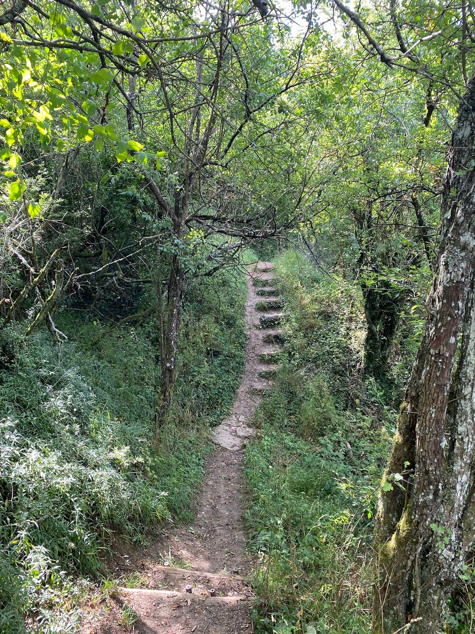 Deutschland - Trier - Wanderweg auf dem Fels