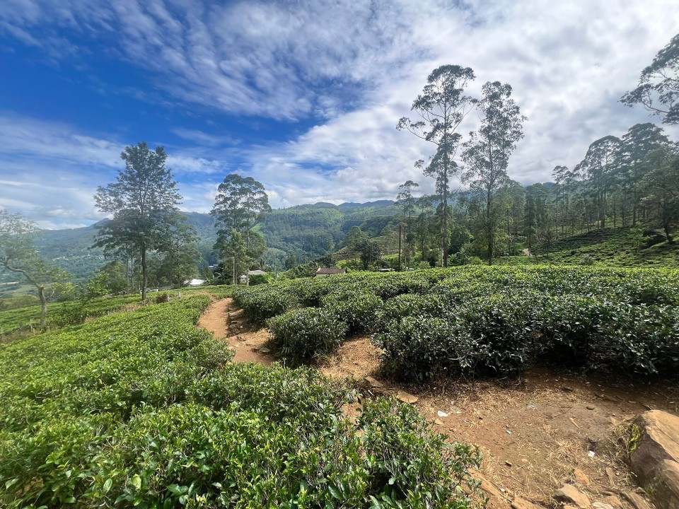 Sri Lanka -  - 