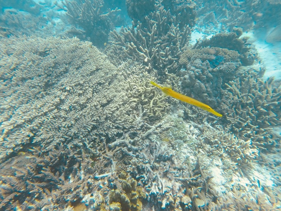  - Australia, Great Barrier Reef Conservation Reserve, Lady Elliot Island - 
