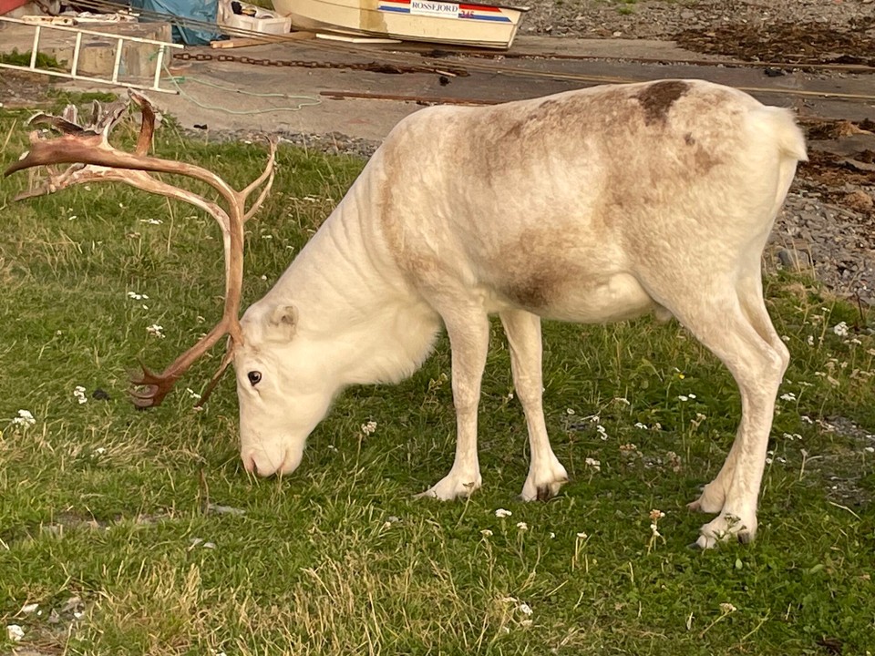 Norwegen - Skarsvåg - …bekommen wir noch Besuch 