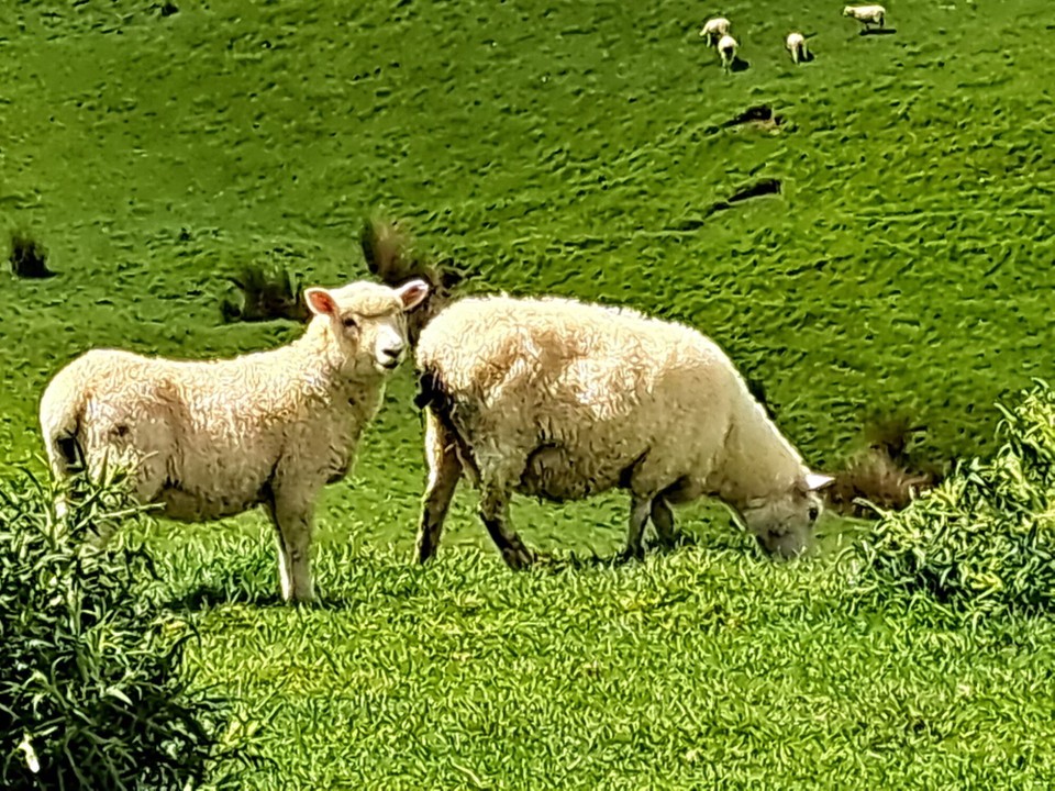 Neuseeland - Mercer - 