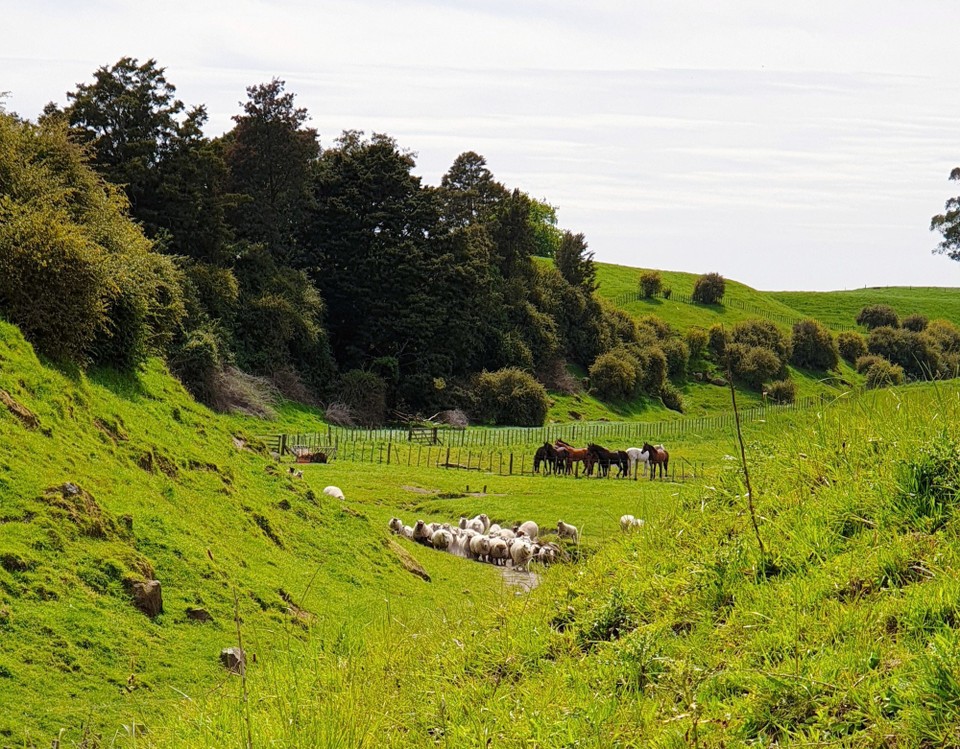 Neuseeland - Putaruru - 