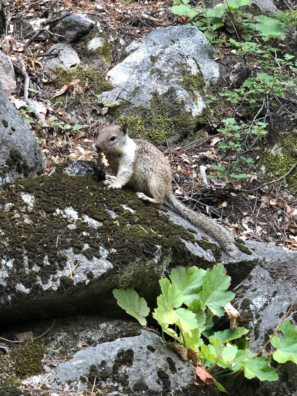 Vereinigte Staaten - Yosemite National Park - 