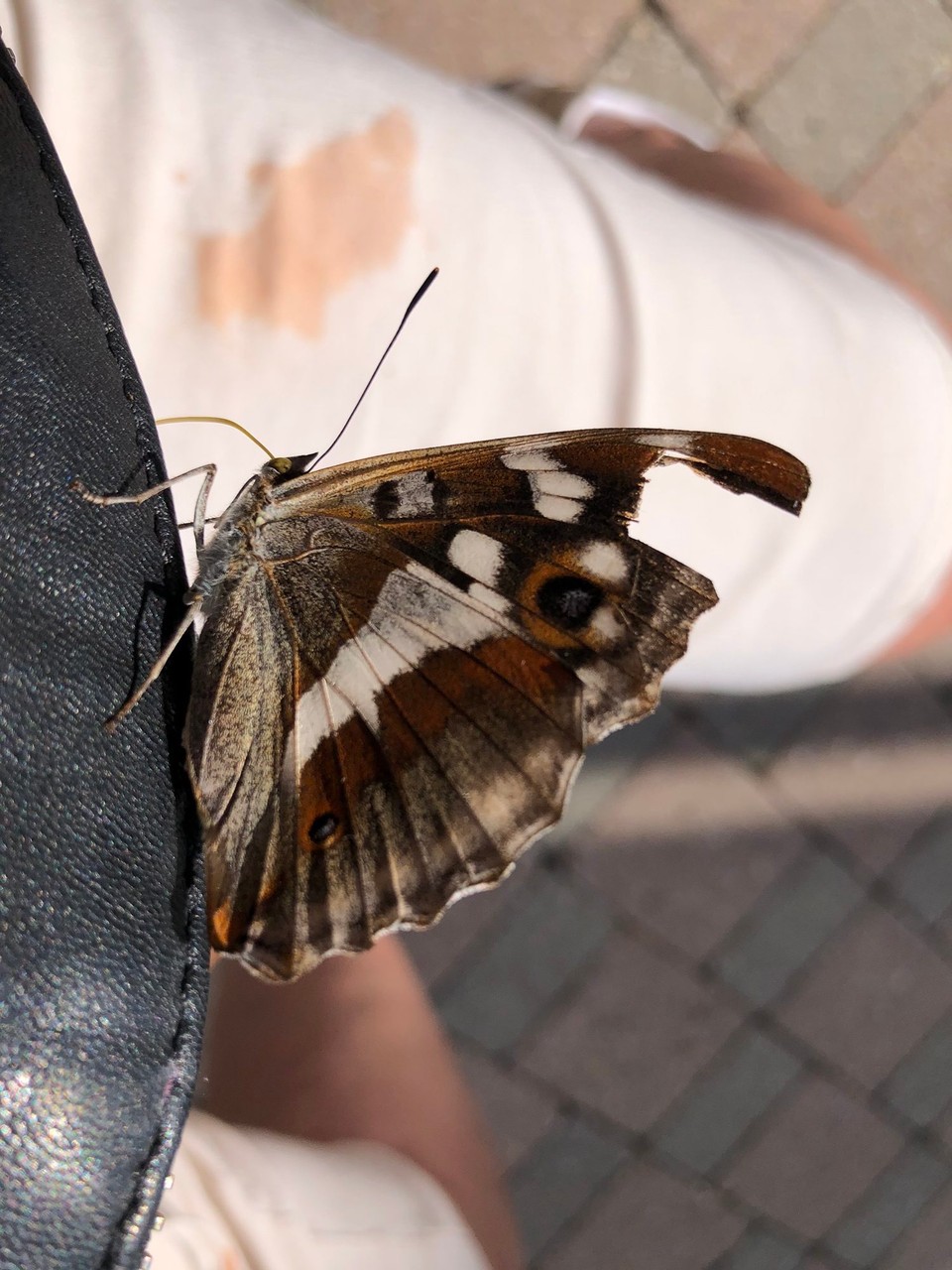 Deutschland - Oberstdorf - …dem schmeckt das Katchup auf meiner Hose