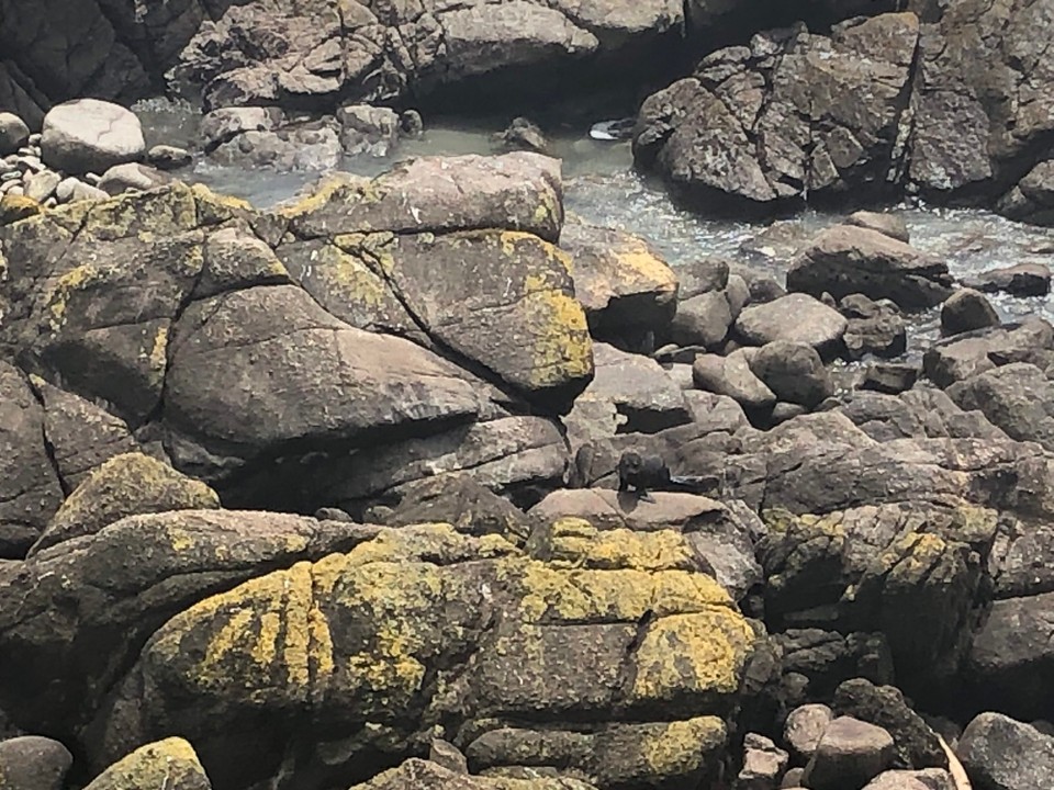 Neuseeland - Carters Beach - Wo sind die Robben?