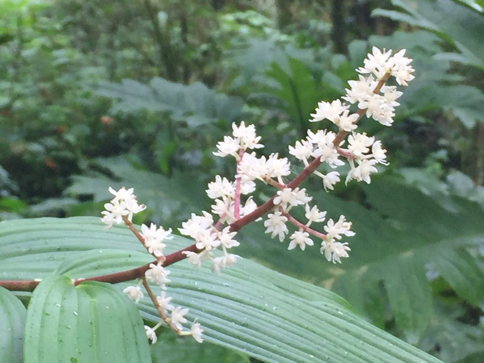 Panama - Boquete - 