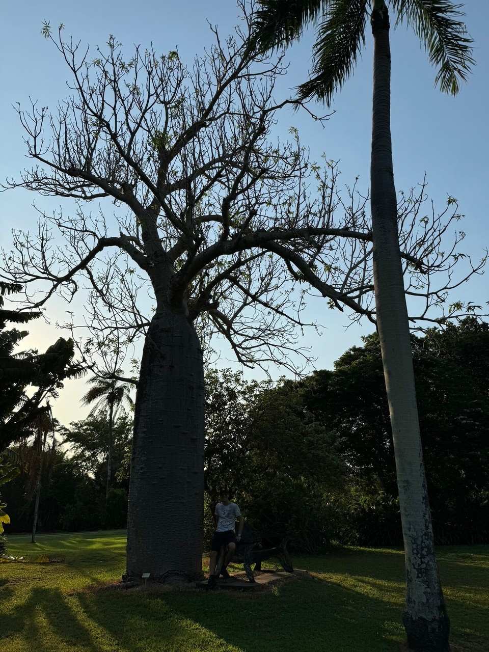 Australien - East Point - Affenbrotbaum