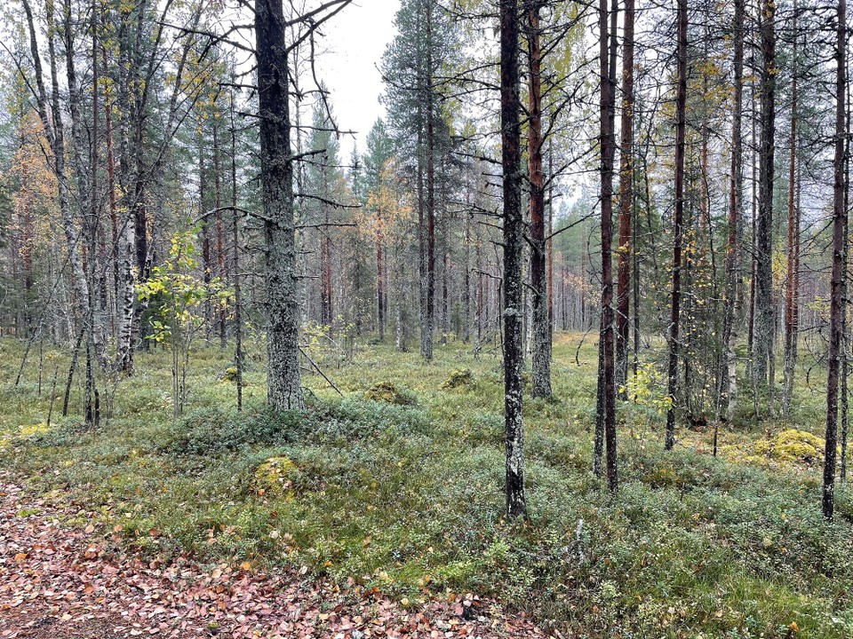 Finnland - Rukatunturi - Zauberwald 