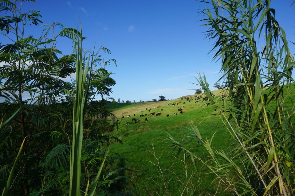 Neuseeland - Paihia - 