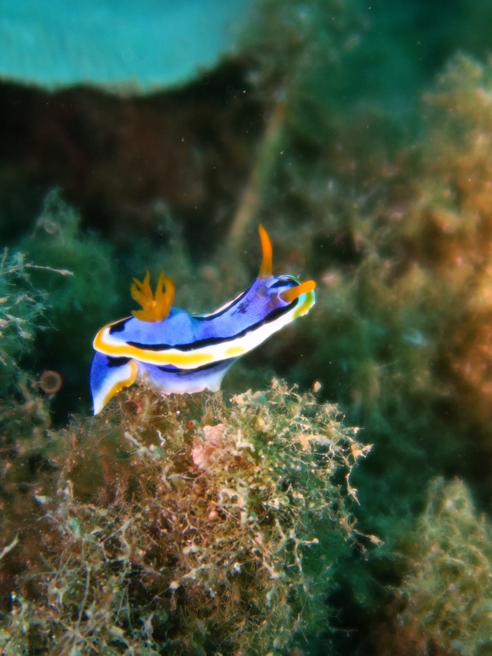 Philippines - Coron - Nudibranche bleu