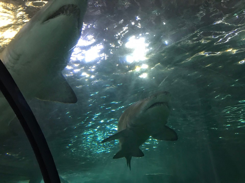 Australien - Sydney - Zum Glück gab es eine Scheibe😱 🦈 