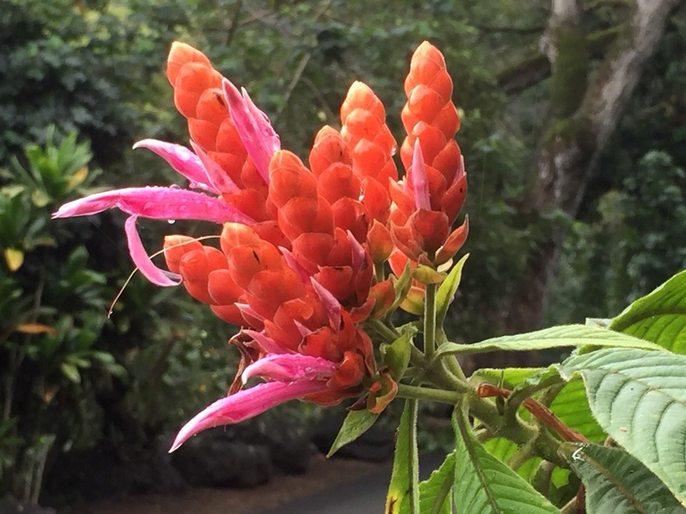Vereinigte Staaten - Hauula - Aphelandra Sinclairian