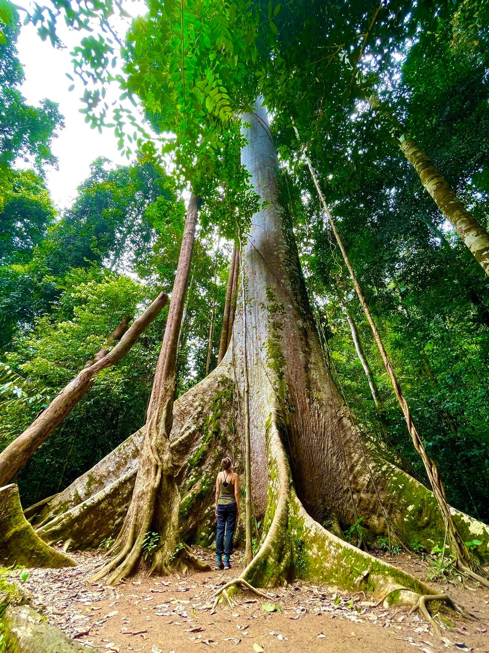 Malaysia - Jerantut - 