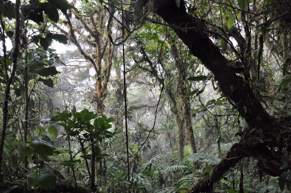 Costa Rica -  - ... so wie man es sich vorstellt! 
