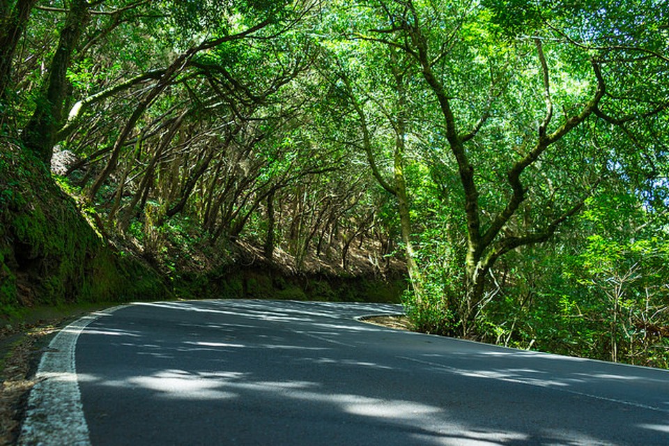 Spain - Tenerife - Tree tunnel. Credit: Gabriel Garcia Marengo https://www.flickr.com/photos/gabrielgm/