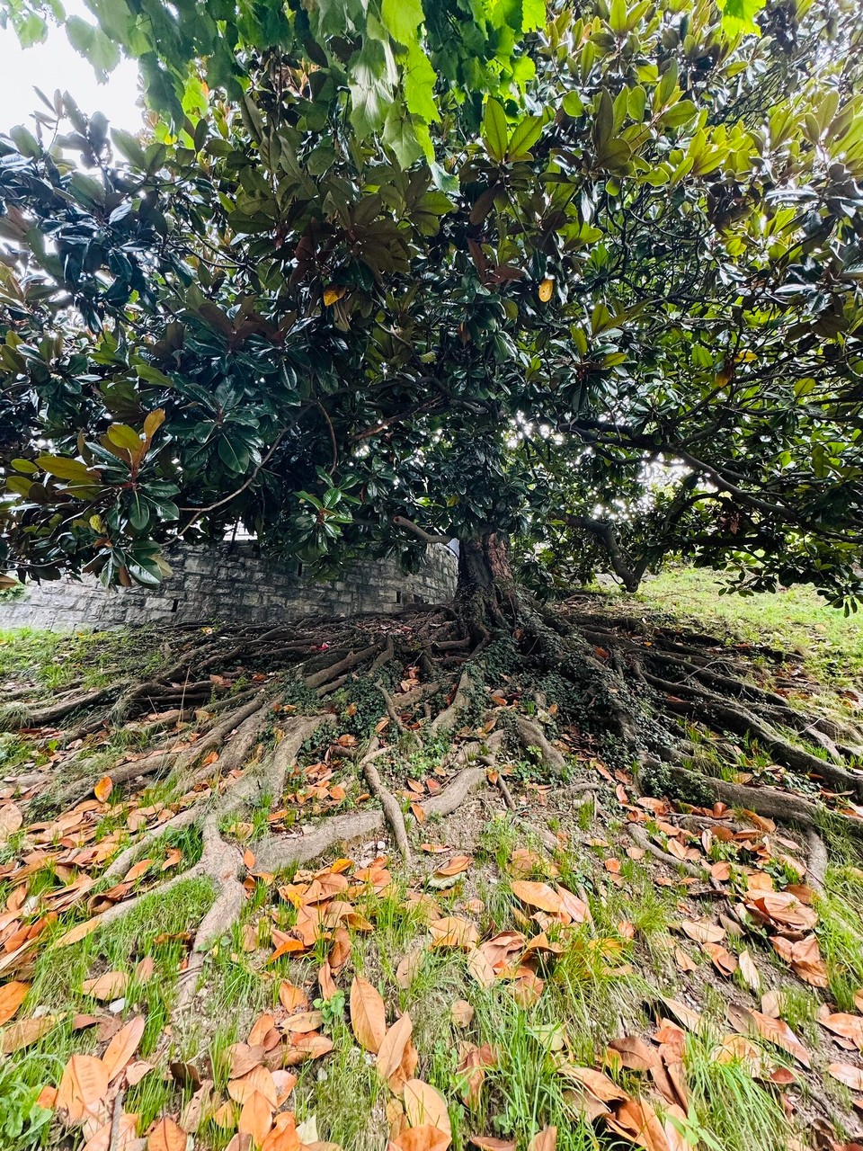 Schweiz - Balerna - Der Gummibaum ist in Wirklichkeit eine Immergrüne Magnolie, ein imposanter Strauch bzw. Baum mit riesigem Wurzelgeflecht. 