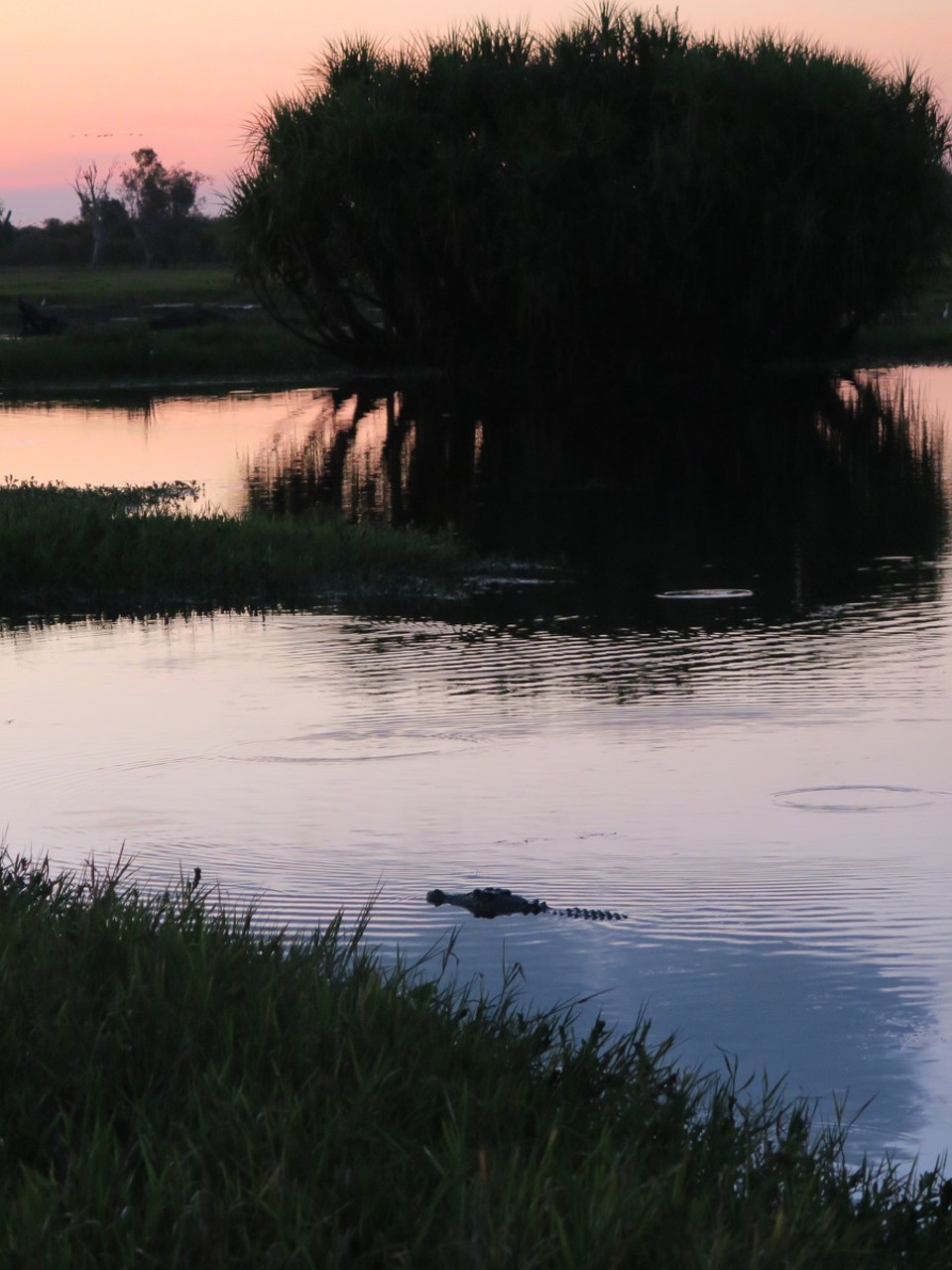 Australia - Kakadu - Crocodile!