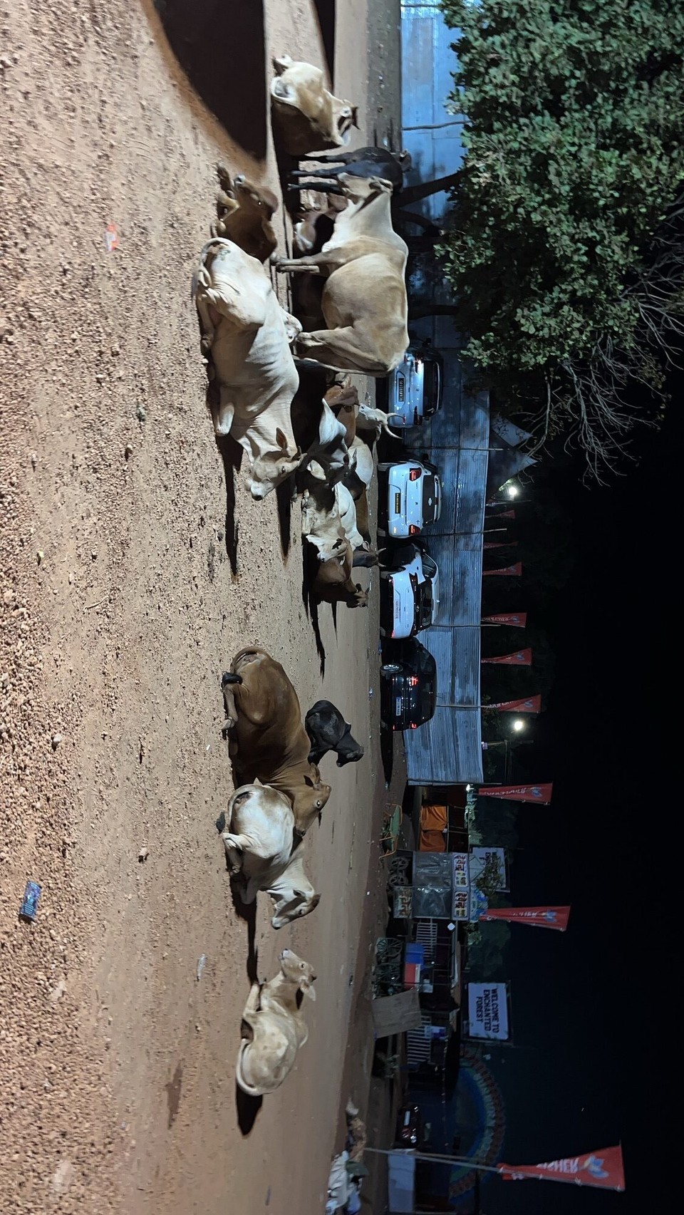 הודו - Arambol - 