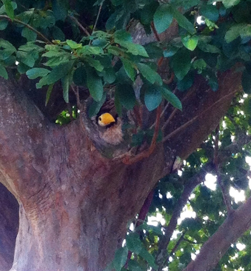 Brasilien - Foz do Iguaçu - BABY-TOUCAN <3
We spotted this little cutie in the national park close to the waterfalls!