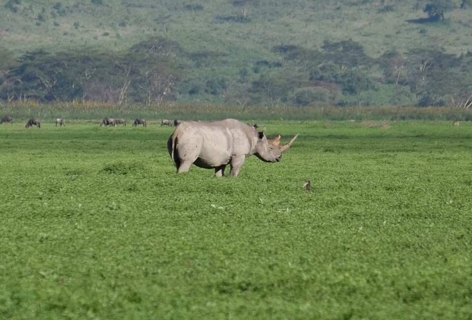  - Schutzgebiet Ngorongoro - 