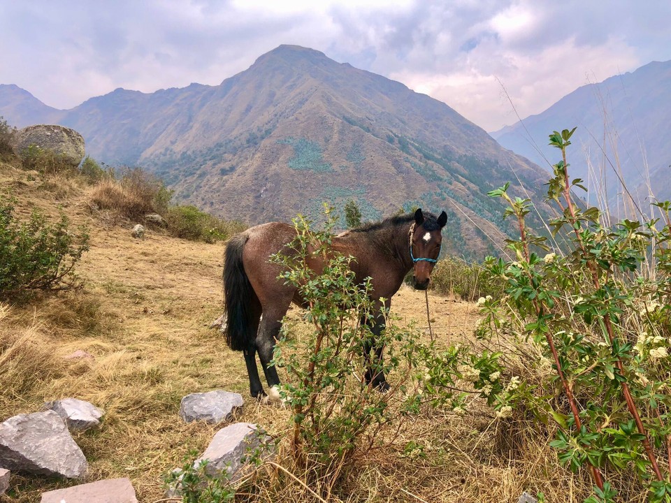 Peru -  - 