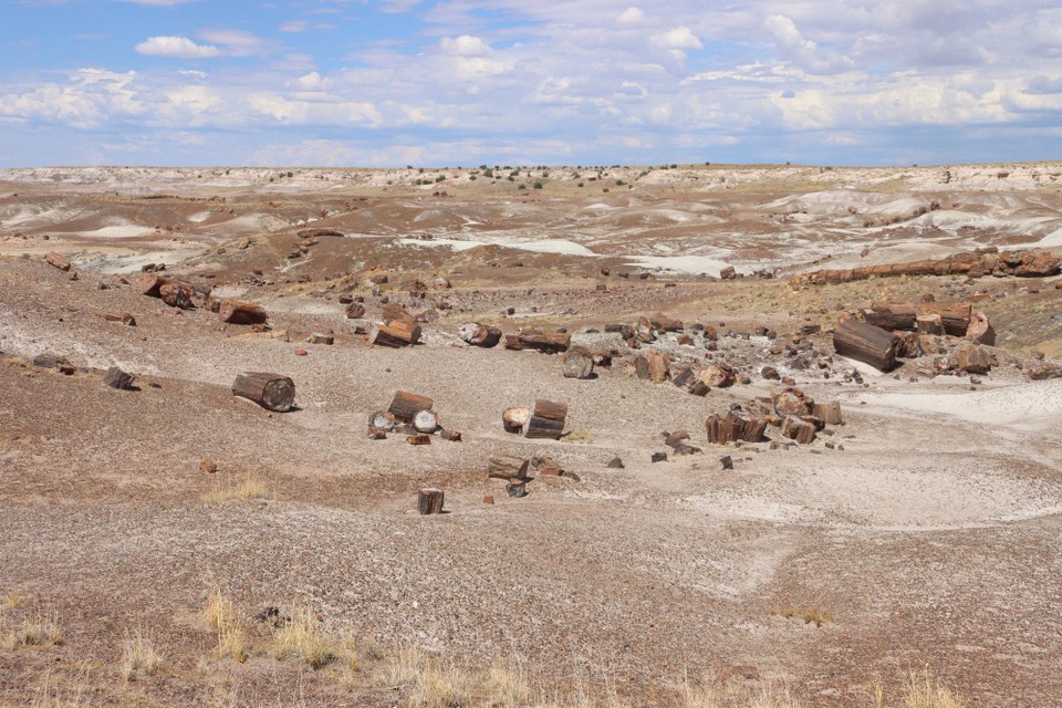 USA - Gallup - Petrified Forest NP