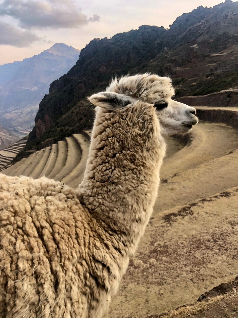 Peru -  - 