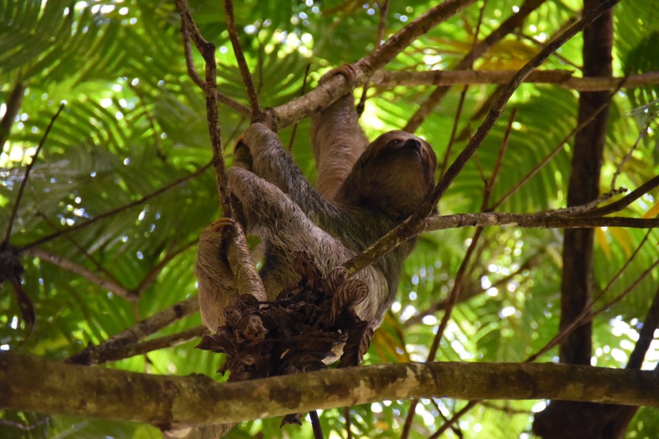 Costa Rica - Tilarán - 